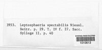 Leptosphaeria spectabilis image